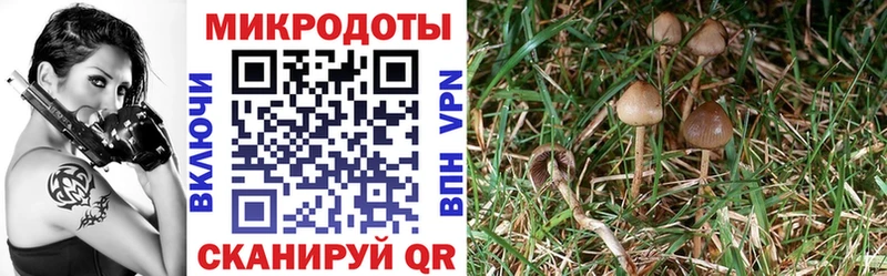Псилоцибиновые грибы Cubensis закладки Валдай